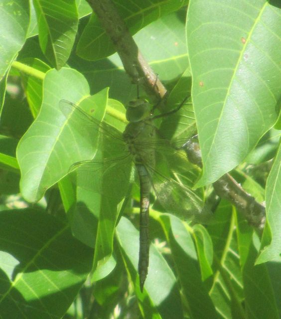Anax parthenope - barna óriásacsa