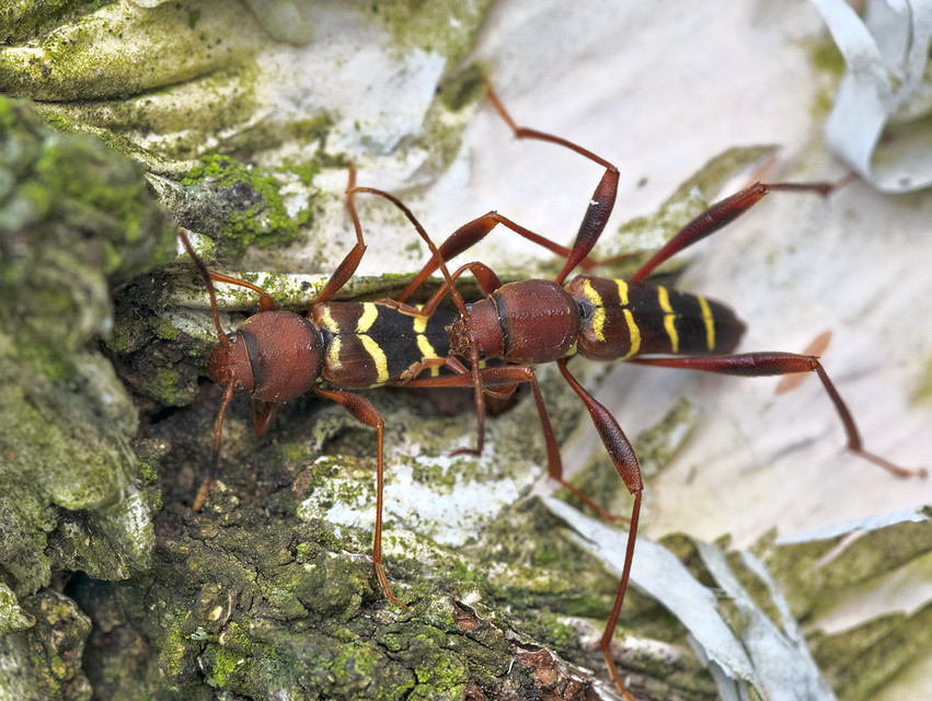 Neoclytus acuminatus - amerikai darázscincér