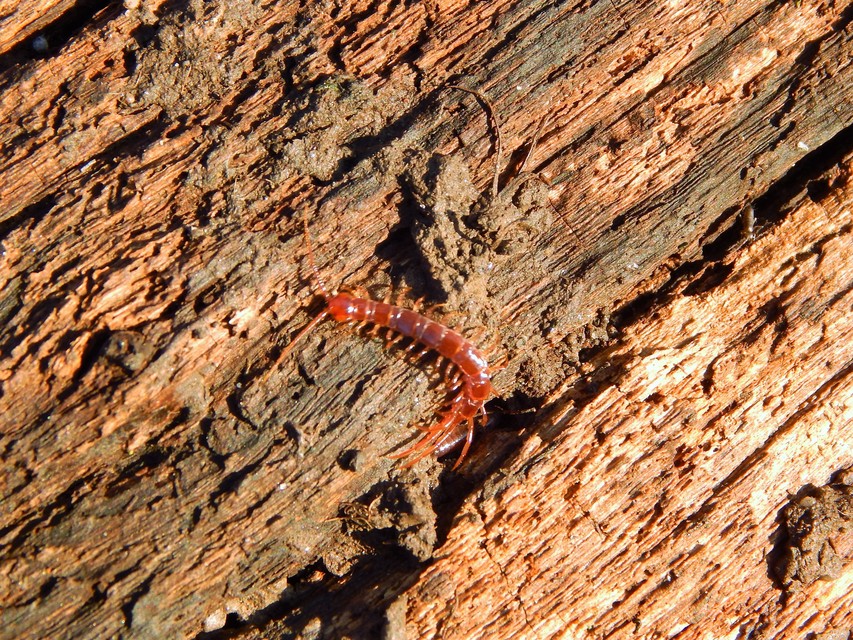 Lithobiidae