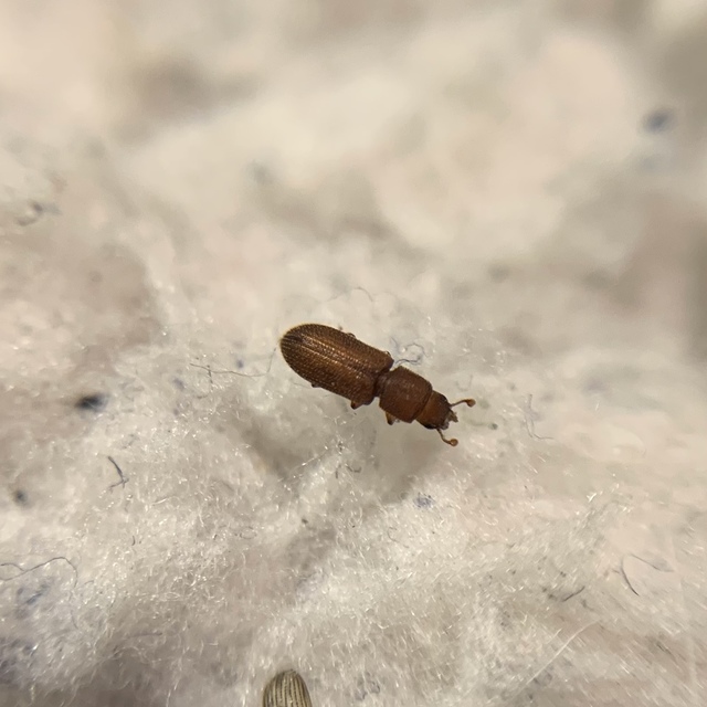 Synchita mediolanensis