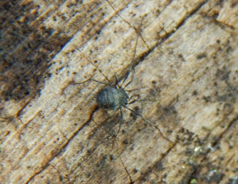 Opiliones - Kaszáspókok