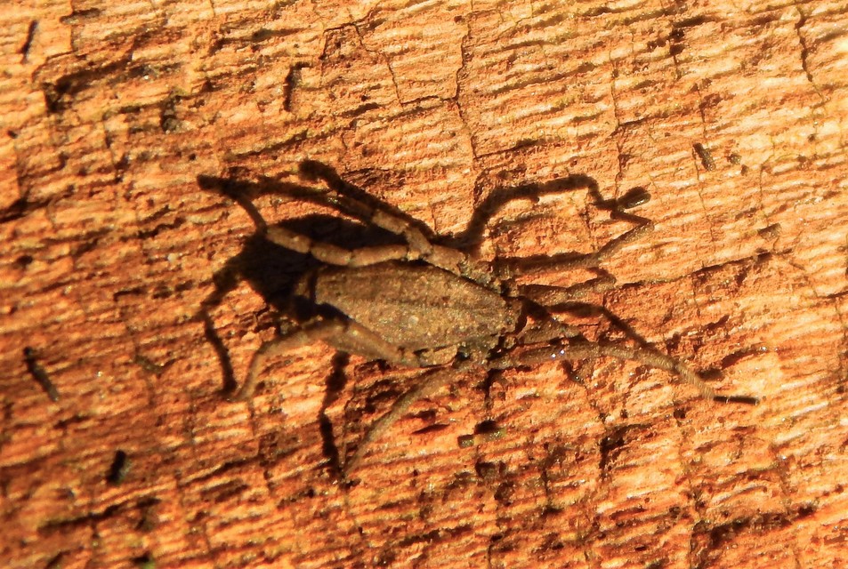 Trogulus