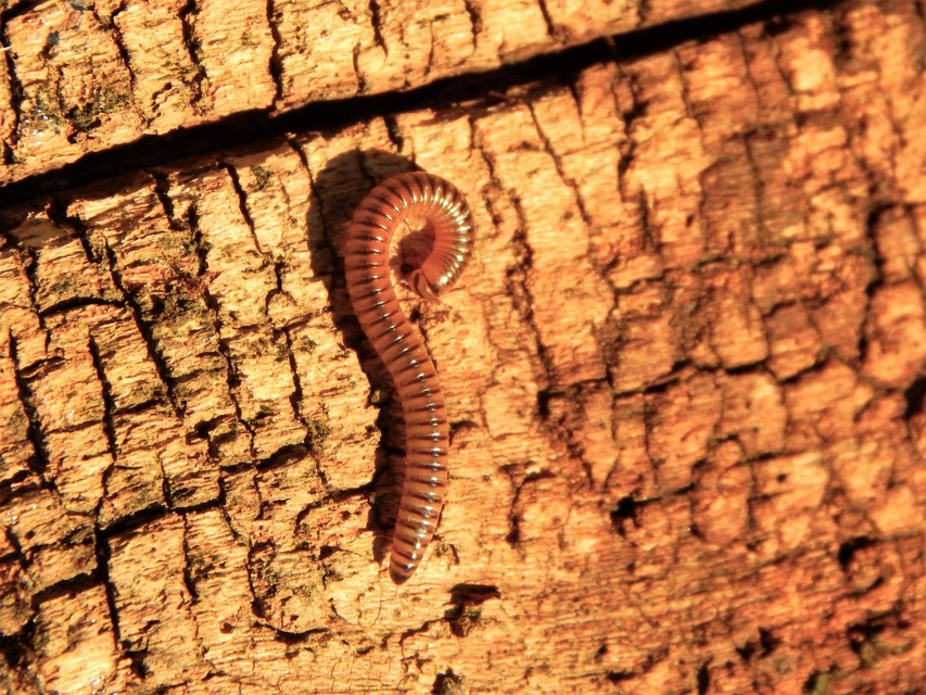 Diplopoda - Ikerszelvényesek