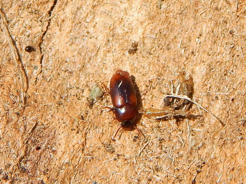 Alphitophagus bifasciatus - alomlakó gyászbogár