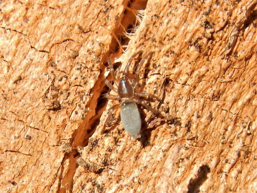 Gnaphosidae - kövipókok