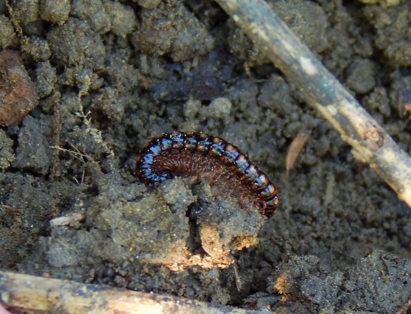 Strongylosoma stigmatosum