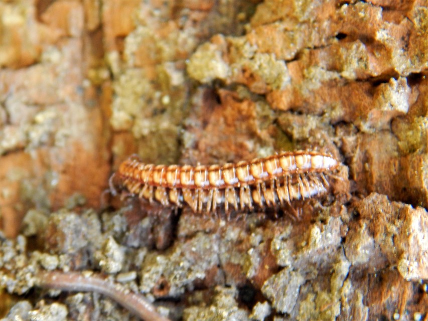 Diplopoda - Ikerszelvényesek