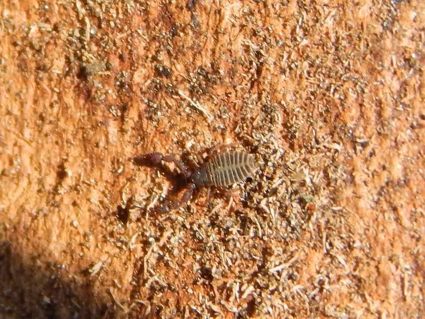 Pseudoscorpionida - Álskorpiók