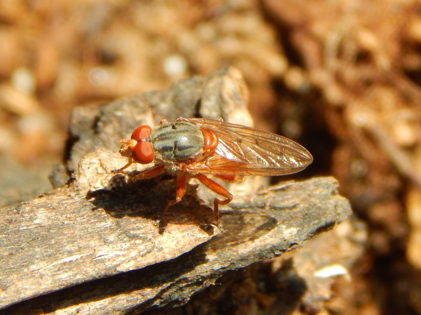 Brachyopa