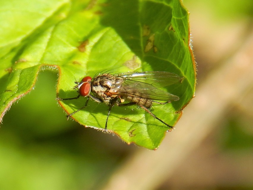 Anthomyiidae - viráglegyek