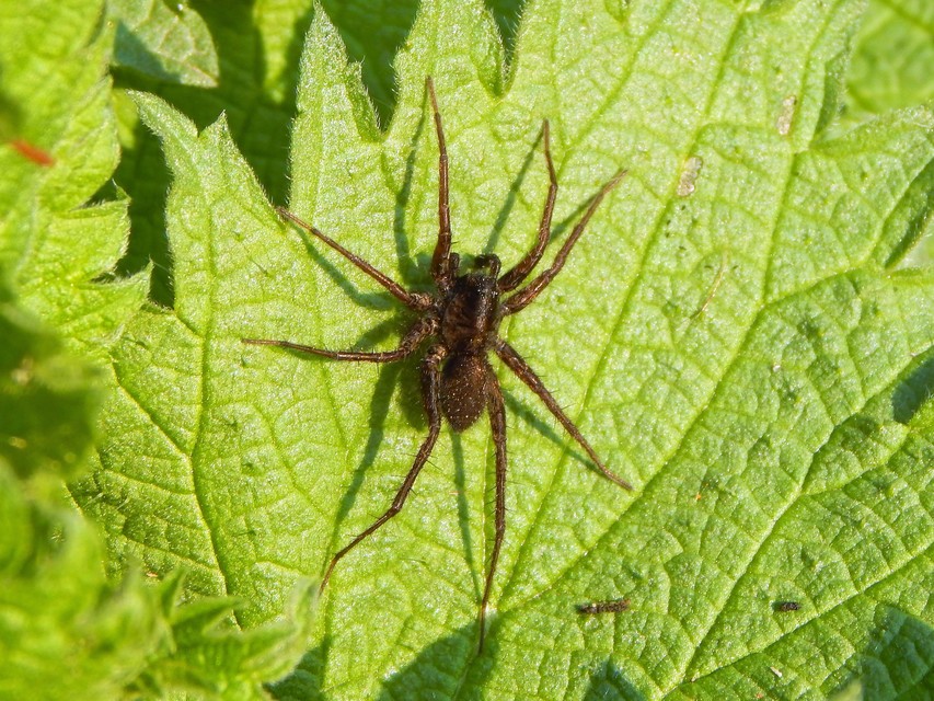 Pardosa
