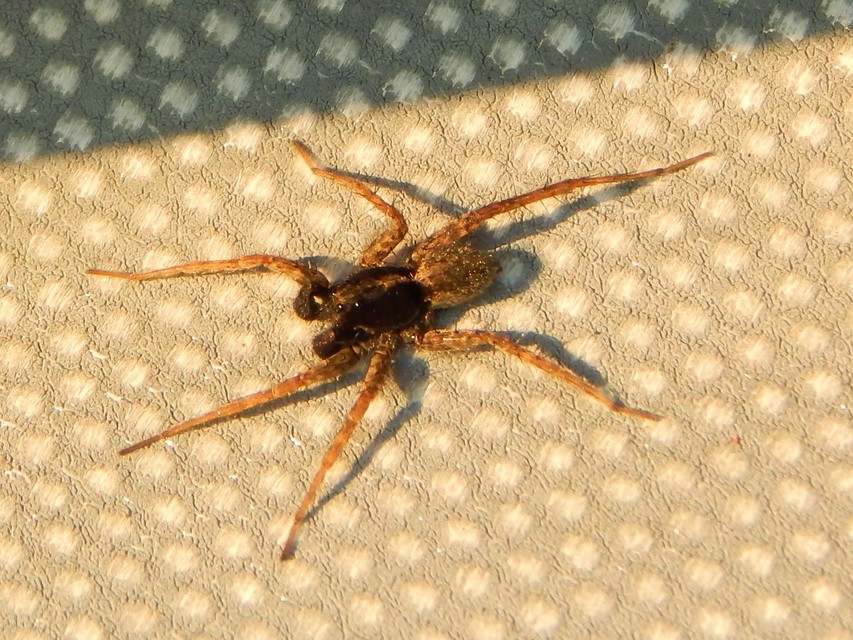 Pardosa