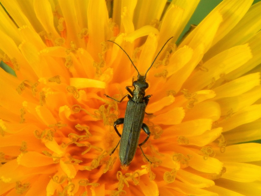 Oedemera