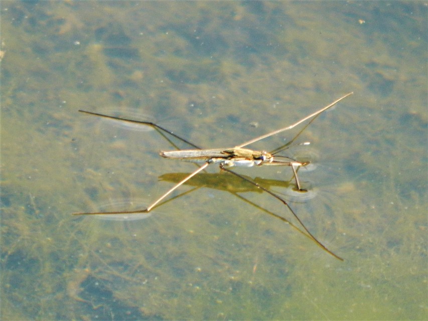 Heteroptera - Poloskák