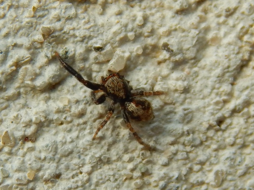 Pseudeuophrys