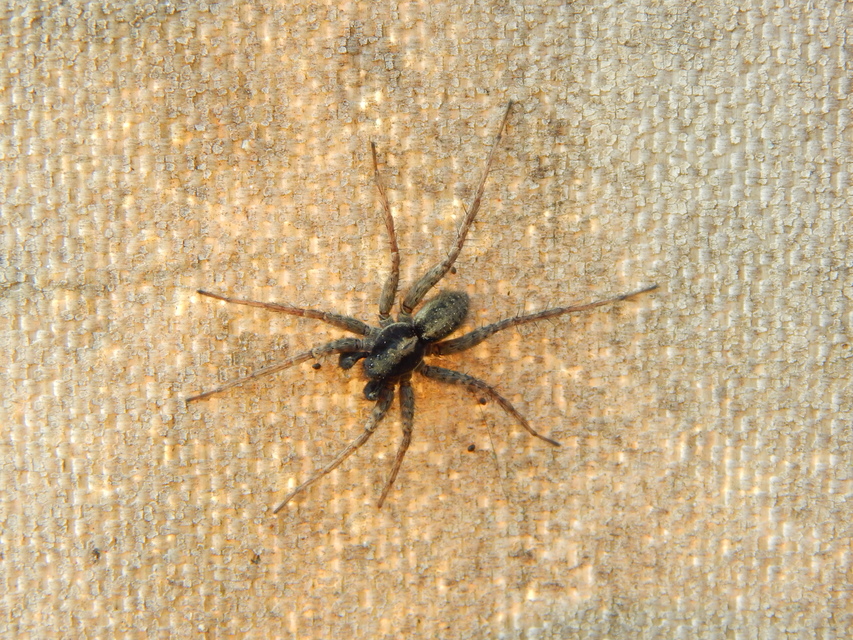 Pardosa