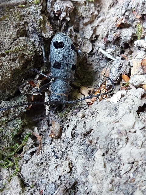 Morimus asper funereus - gyászcincér