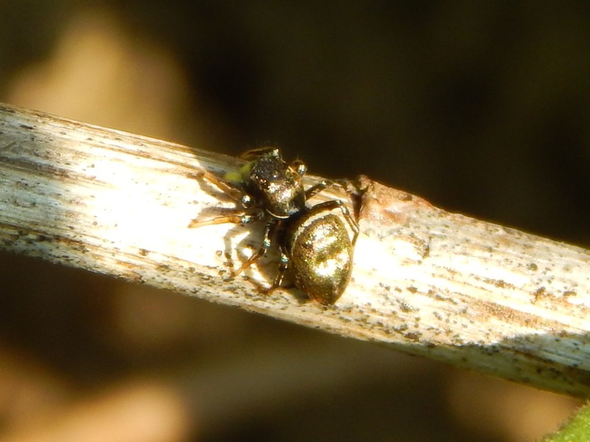 Heliophanus
