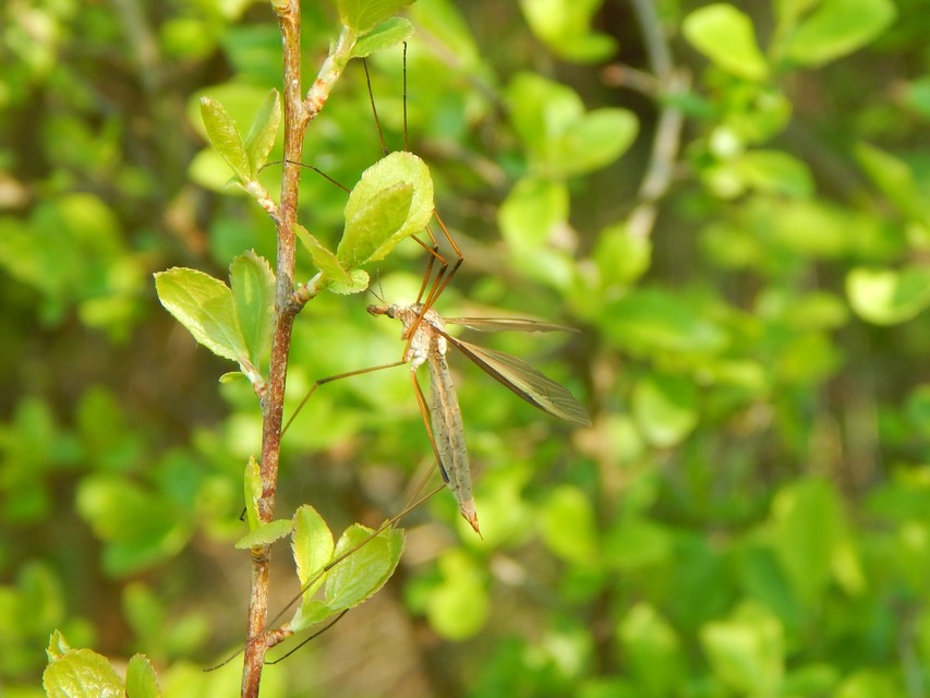 Tipula