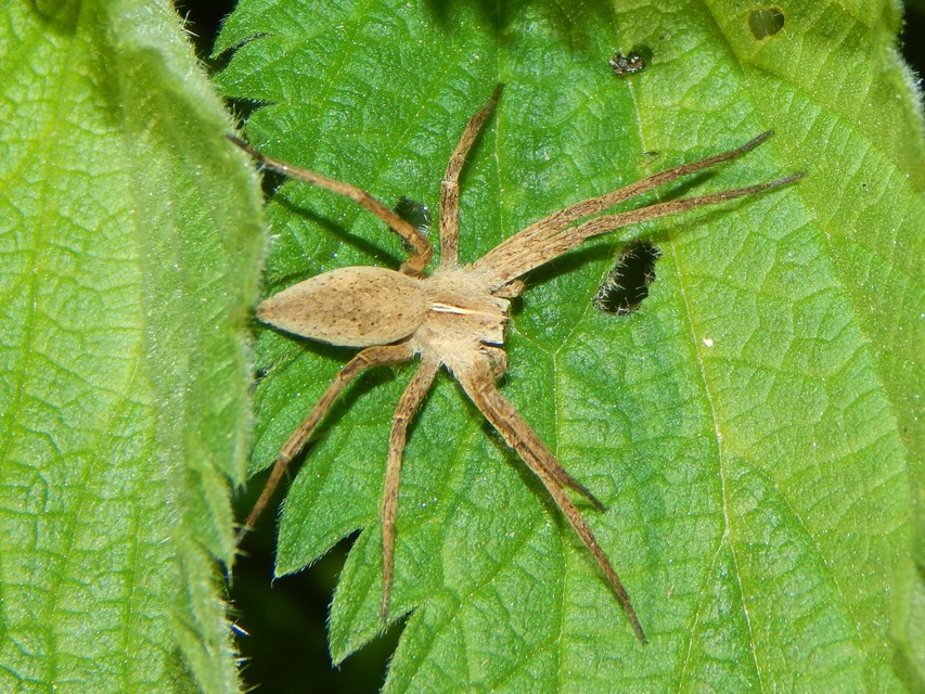 Pisaura mirabilis - csodáspók
