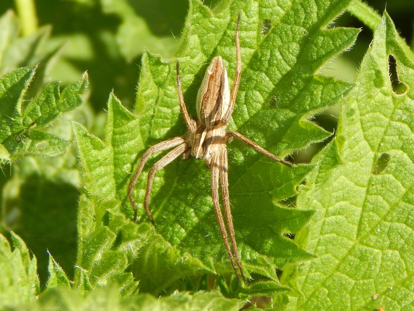 Pisaura mirabilis - csodáspók