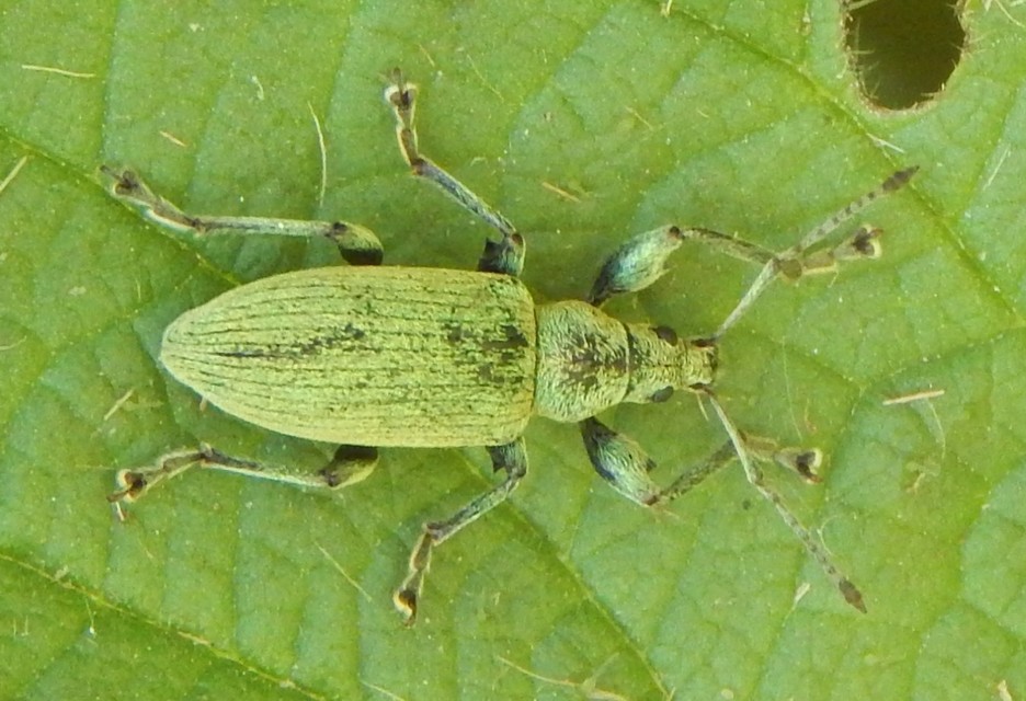 Phyllobius pomaceus - csalán-levélormányos