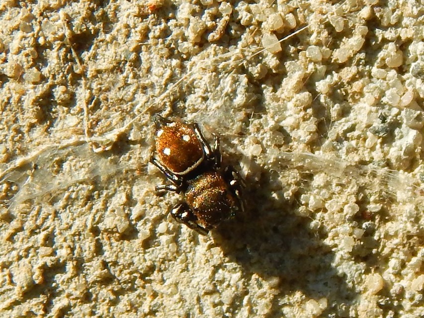 Heliophanus