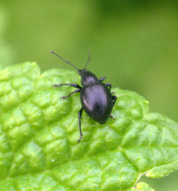 Otiorhynchus lirus - fényes gyalogormányos