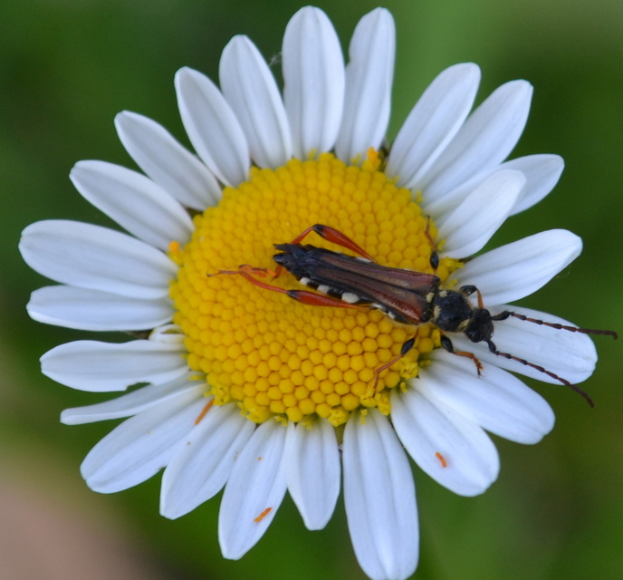 Stenopterus rufus - tarkacsápú keskenyfedőscincér