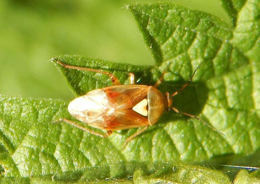 Lygus pratensis - változó mezeipoloska