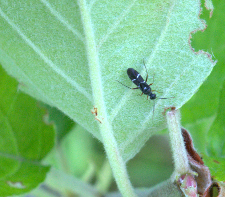Globiceps sphaegiformis - kétpúpú mezeipoloska