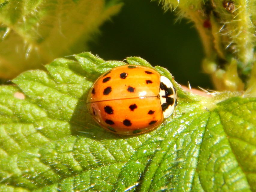 Harmonia axyridis - harlekinkatica