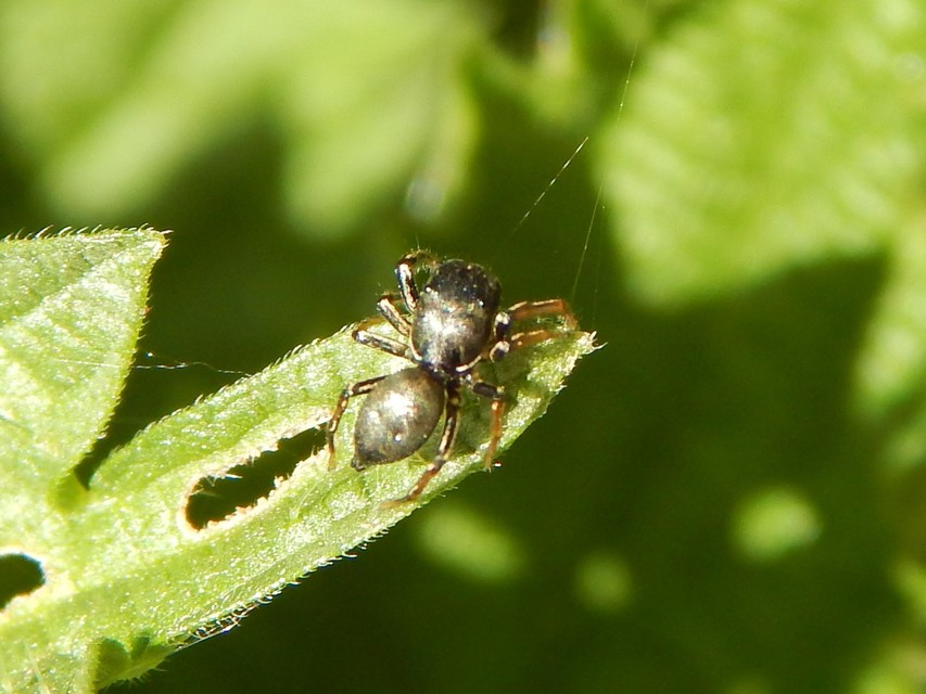 Heliophanus