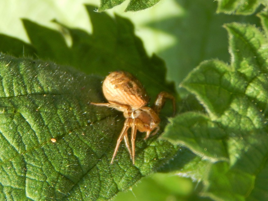 Xysticus