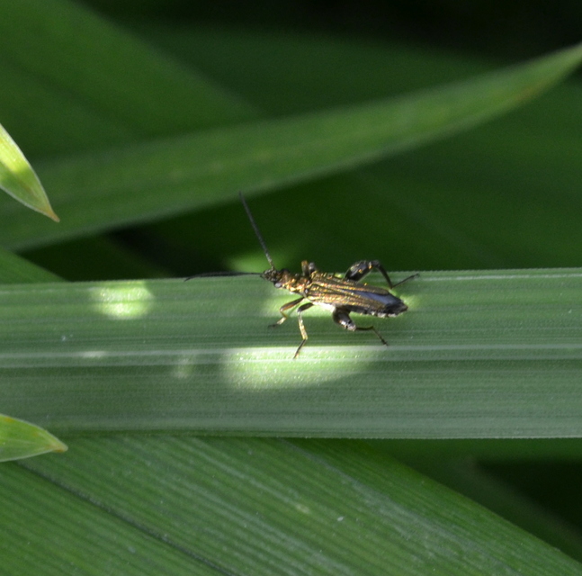Oedemera flavipes - sárgalábú álcincér Oedemera flavipes - sárgalábú álcincér