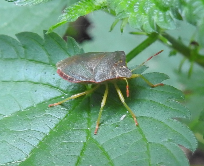 Palomena prasina - zöld bogyómászó-poloska Palomena prasina - zöld bogyómászó-poloska