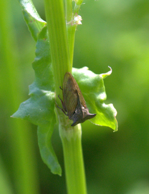Centrotus cornutus - szarvaskabóca