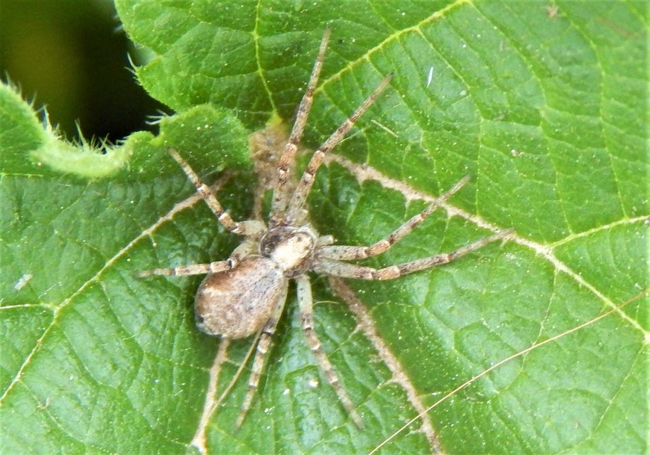 Philodromus
