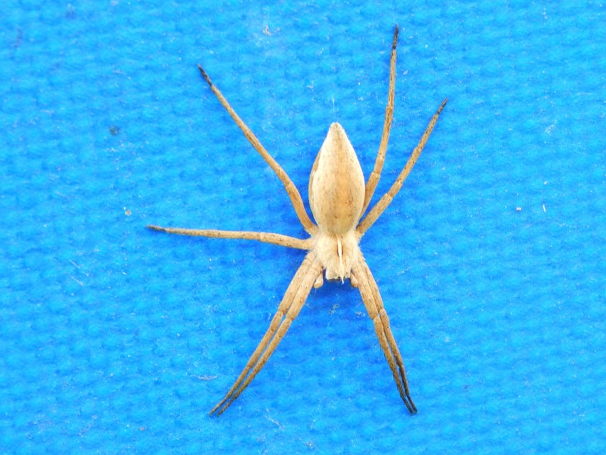 Pisaura mirabilis - csodáspók