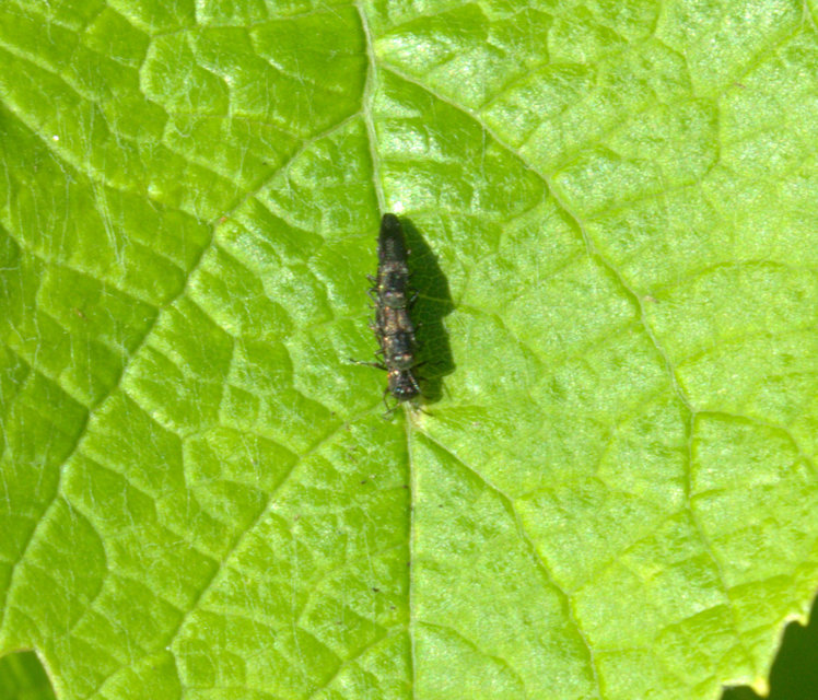 Agrilus derasofasciatus - szőlő-karcsúdíszbogár