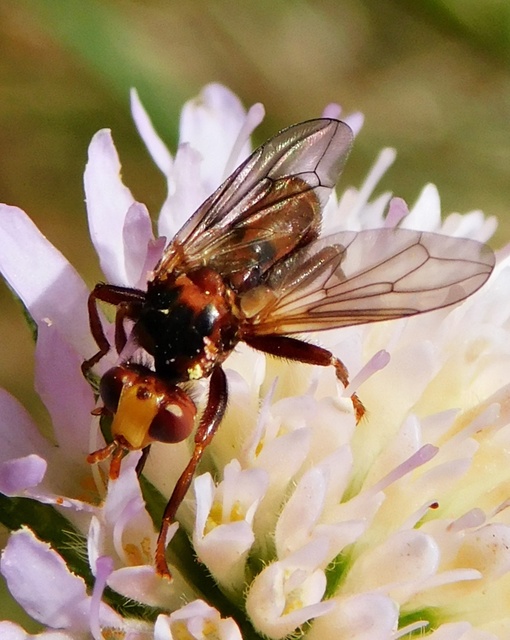 Sicus