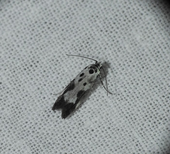 Ethmia quadrillella - gyászos feketemoly