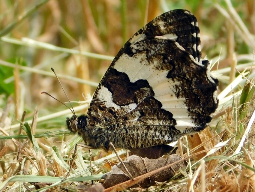 Brintesia circe - fehéröves szemeslepke