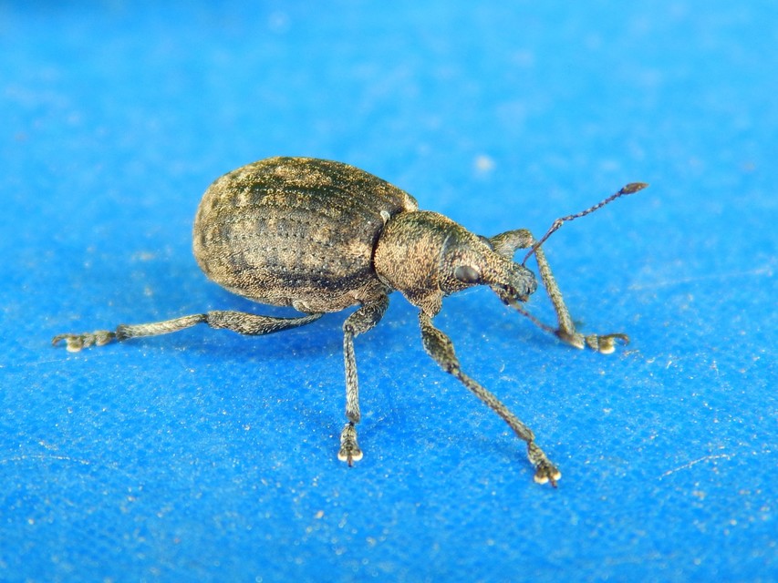 Liophloeus tessulatus - kockás barabolyormányos