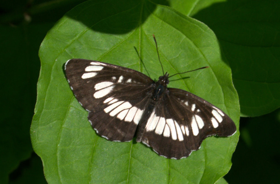 Neptis rivularis - nagy fehérsávoslepke