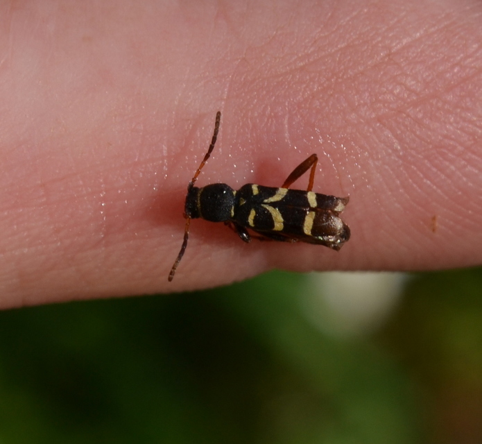 Clytus arietis - közönséges darázscincér