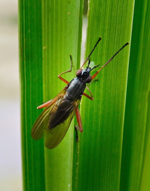 Sepedon