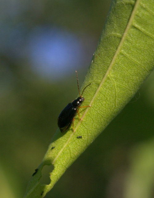 Luperus xanthopoda - sárgalábú szillevelész
