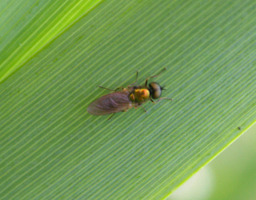 Chloromyia formosa - közönséges fémeslégy