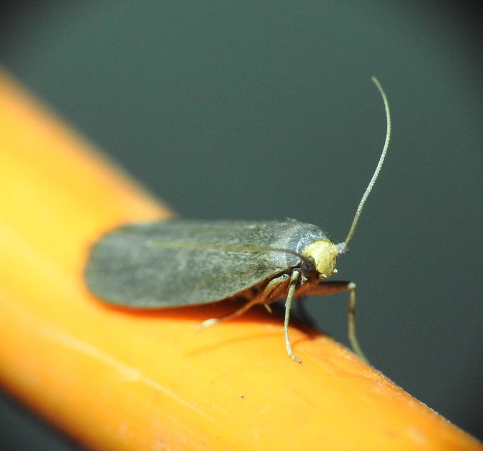 Achroia grisella - kis viaszmoly